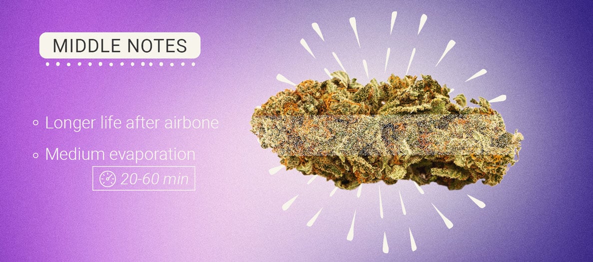 Middle Notes Cannabis Middle Notes Cannabis