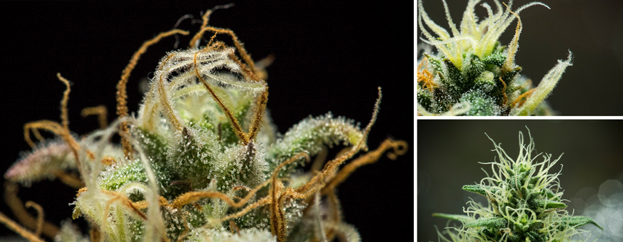 Pistils Microscope