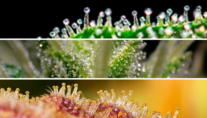 Trichomes Microscope