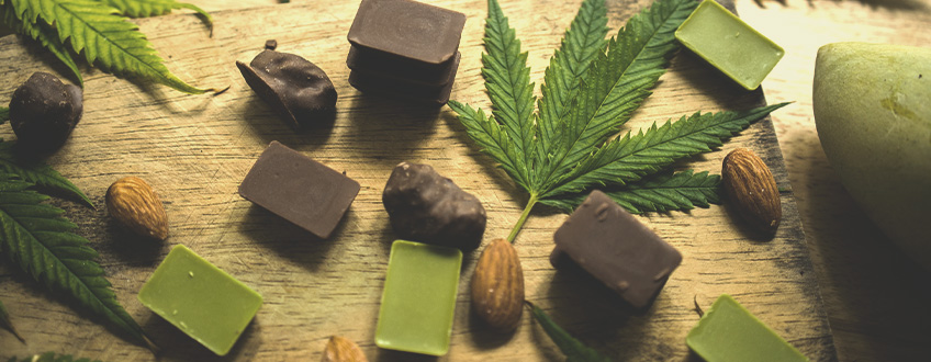 cannabis plant cannabis plant