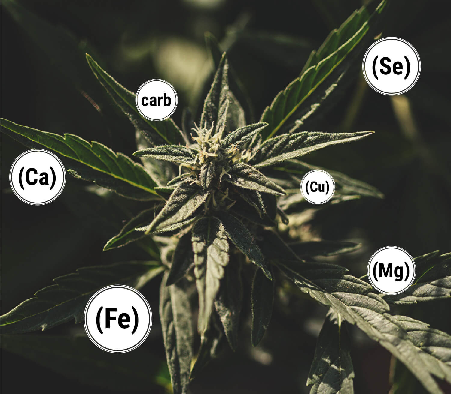 Wat Zijn de Voordelen van Melasse voor Wietplanten?