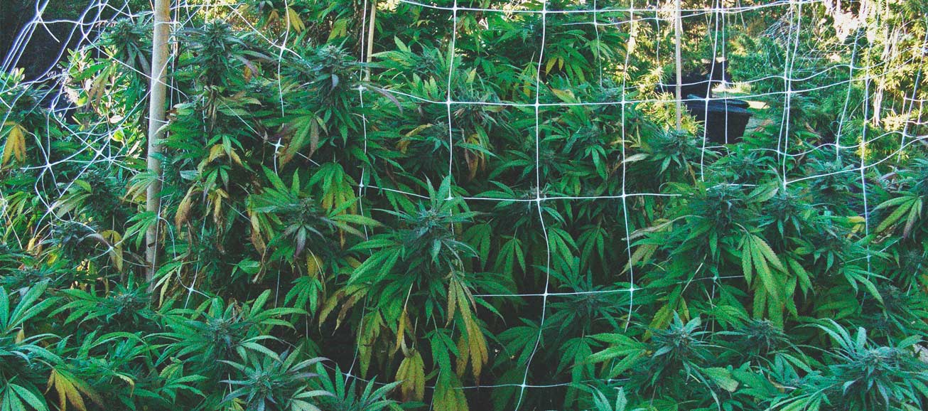Hoe Voorkom Je Dat Plagen Je Cannabiskweek Buiten Binnendringen? Hoe Voorkom Je Dat Plagen Je Cannabiskweek Buiten Binnendringen?