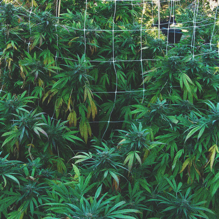 Hoe Voorkom Je Dat Plagen Je Cannabiskweek Buiten Binnendringen? Hoe Voorkom Je Dat Plagen Je Cannabiskweek Buiten Binnendringen?