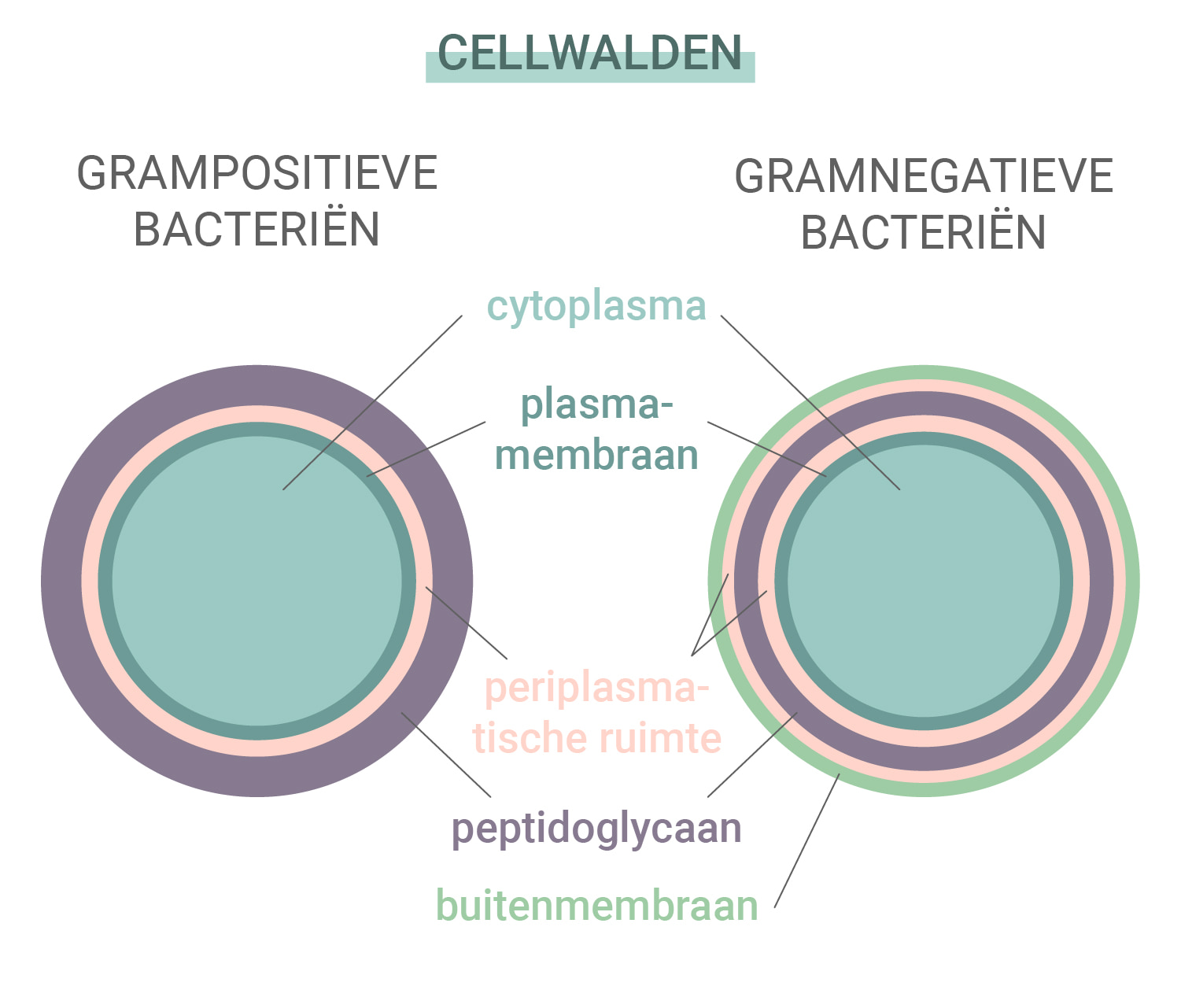 Grampositieve versus gramnegatieve bacteriën