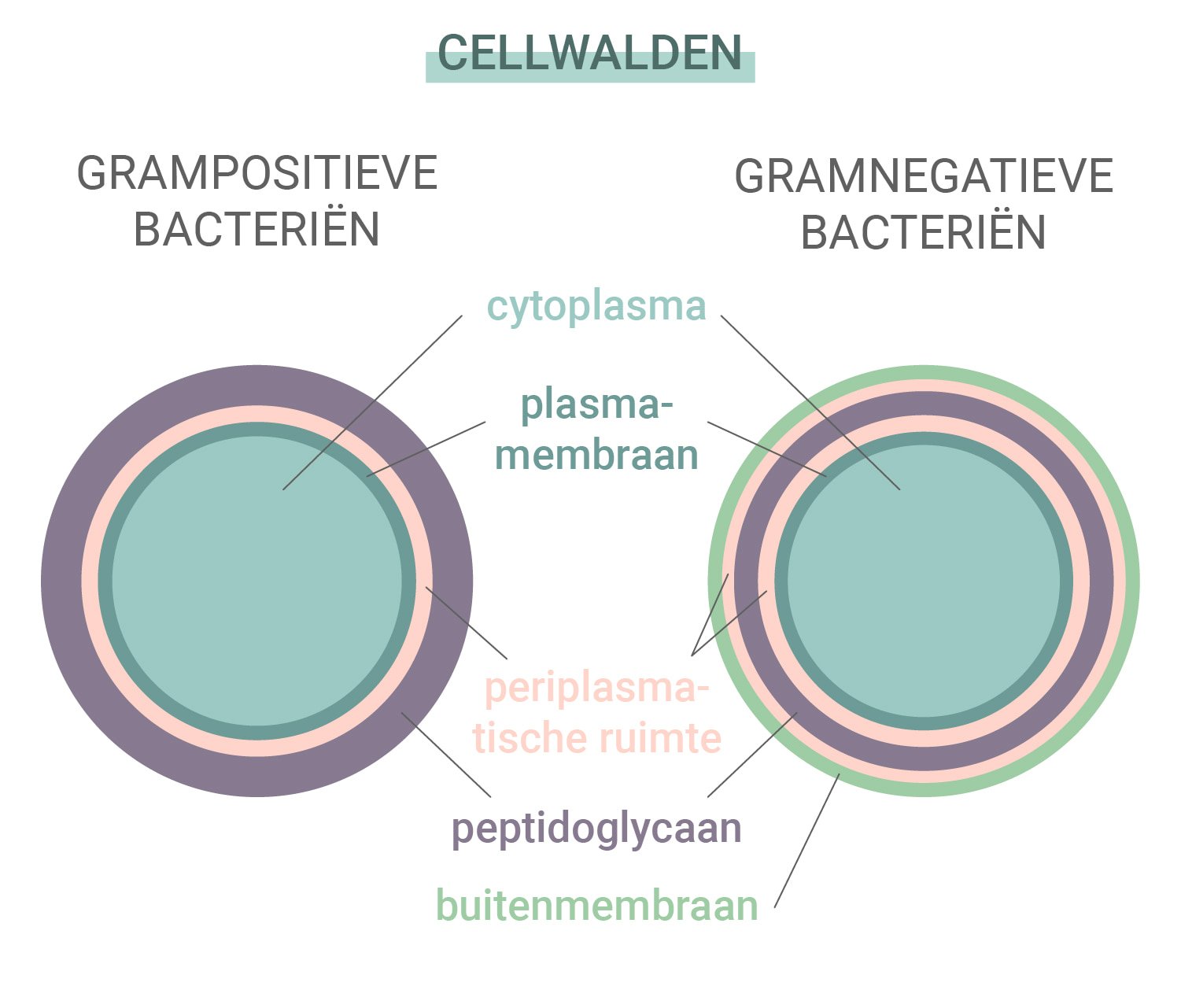 Grampositieve versus gramnegatieve bacteriën Grampositieve versus gramnegatieve bacteriën