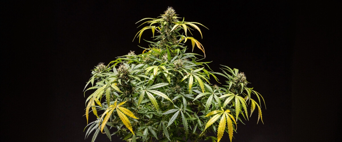 North Thunderfuck cannabisplant met dichte, harsrijke toppen, oranje stampers en een ijzige laag trichomen tijdens de late bloei