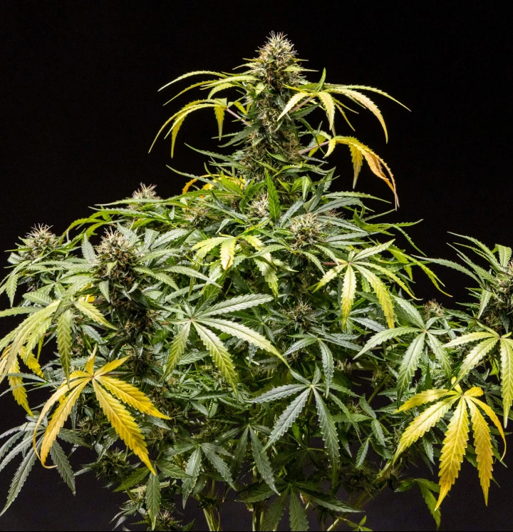 North Thunderfuck cannabisplant met dichte, harsrijke toppen, oranje stampers en een ijzige laag trichomen tijdens de late bloei