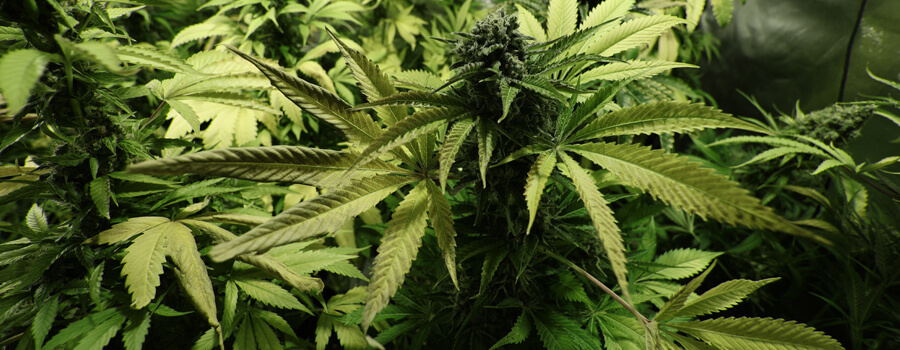 Northern Light Cannabis Warmere Klimaten Northern Light Cannabis Warmere Klimaten