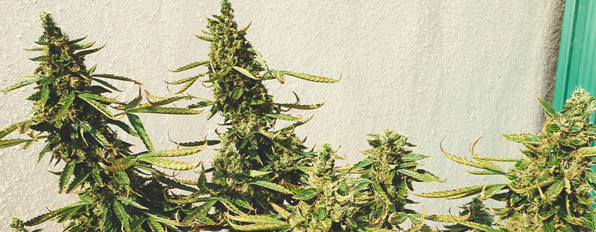 Northern Lights Auto Northern Lights Auto