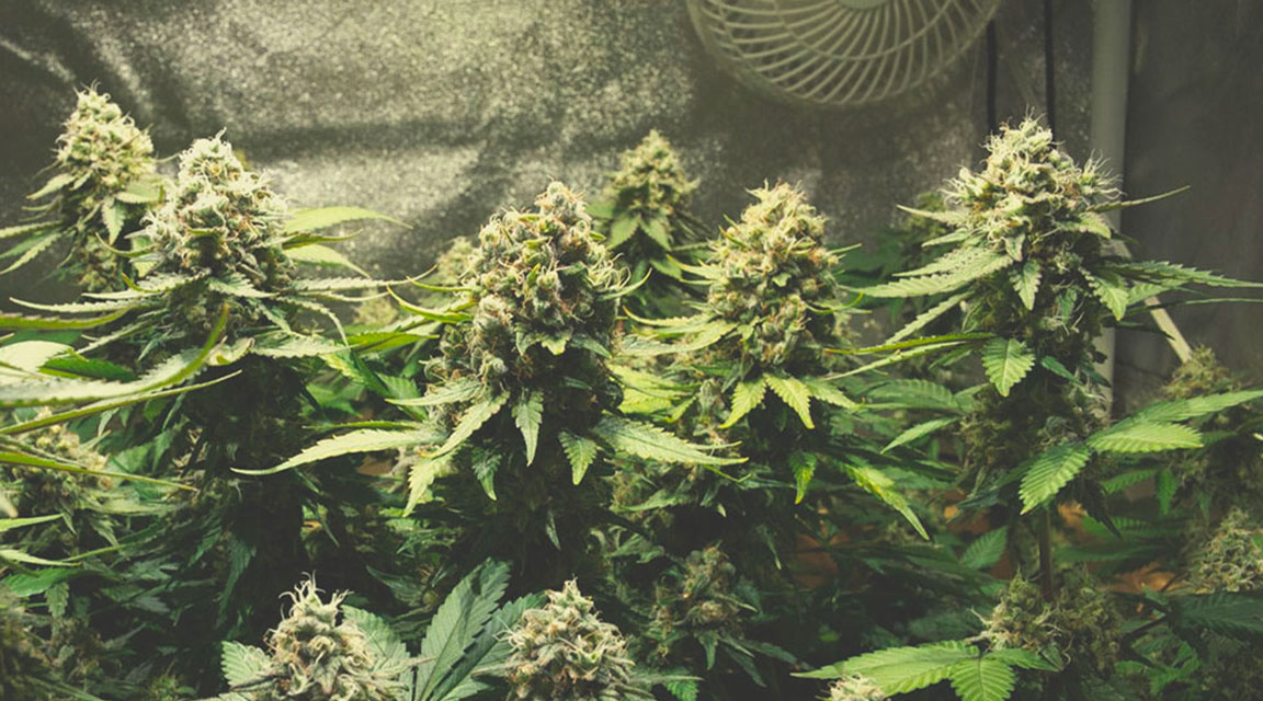 OG Kush OG Kush