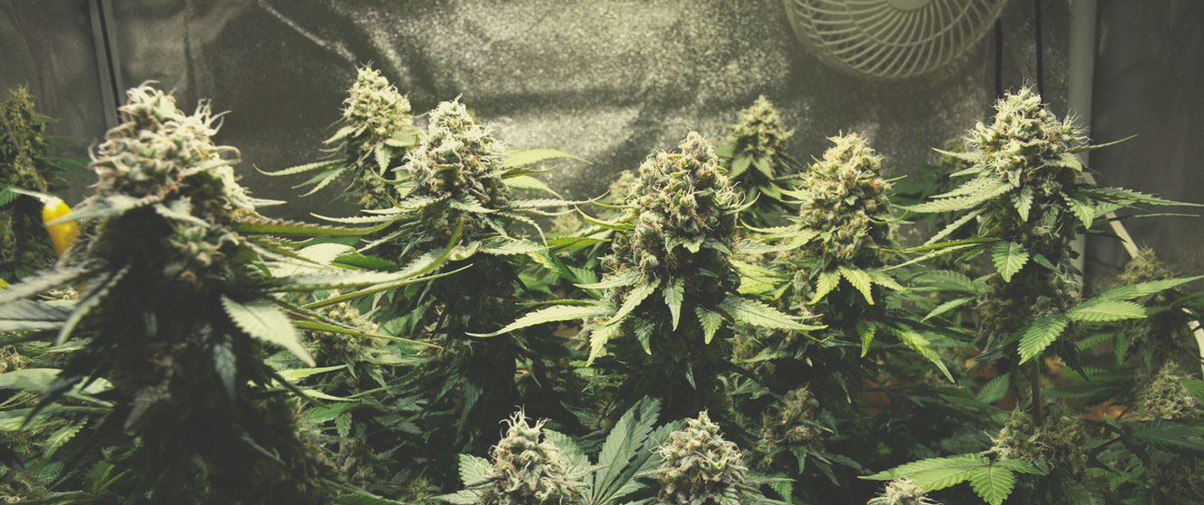 OG Kush OG Kush