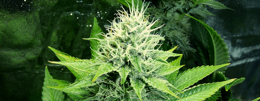OG Kush Og Kush
