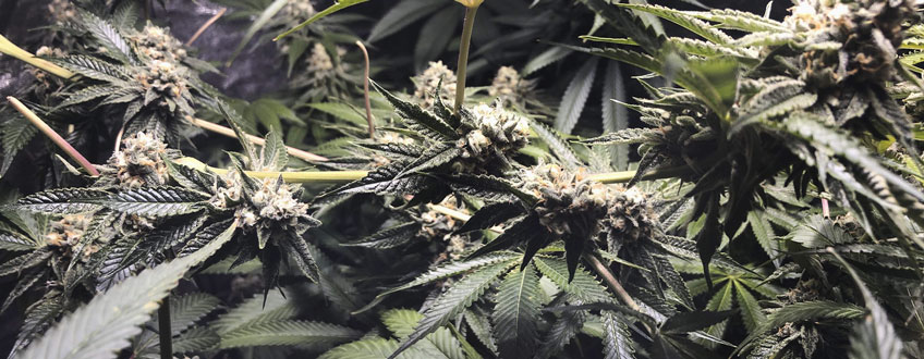 Legendary OG Punch