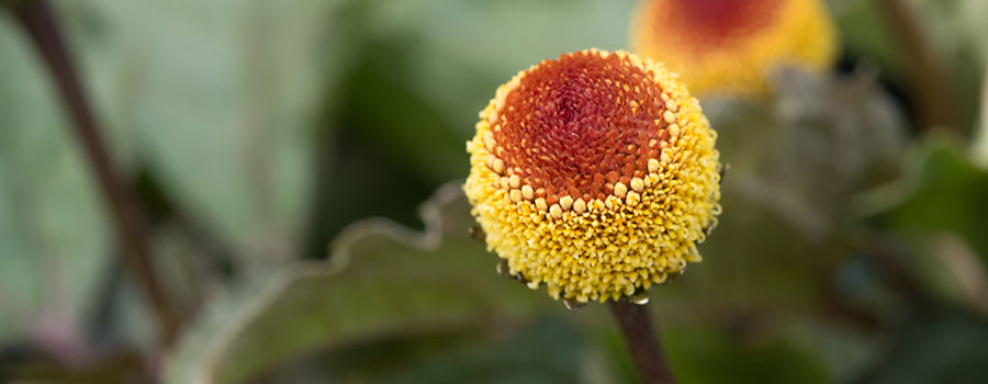Other cannabinoids plants acmella oleracea