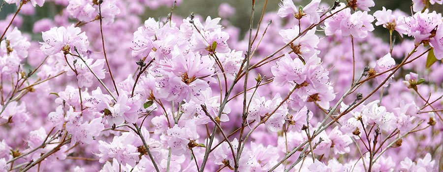 Other cannabinoids plants chinese rhododendrong
