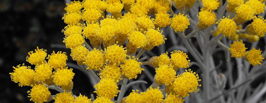 Other cannabinoids plants helichrysum umbraculigerum