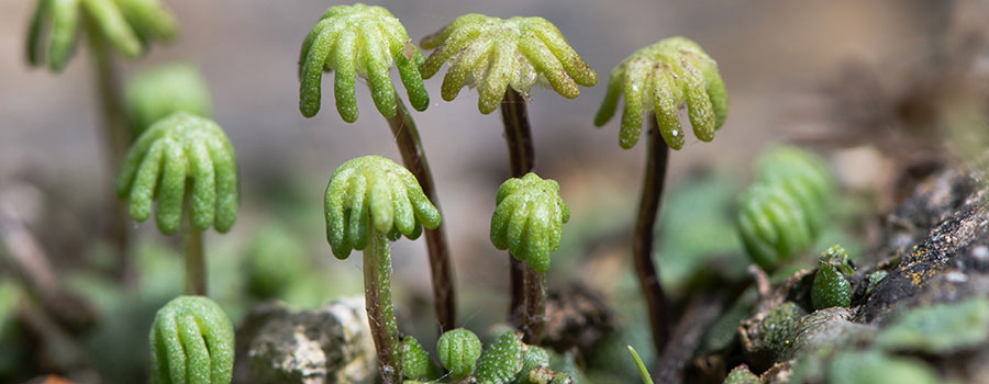 Other cannabinoids plants liverworts_1