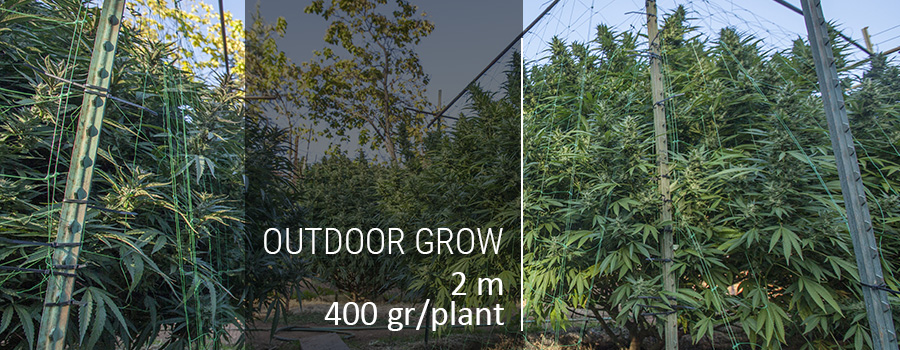 Outdoor Grow