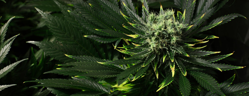 Overvoeding plant cannabis