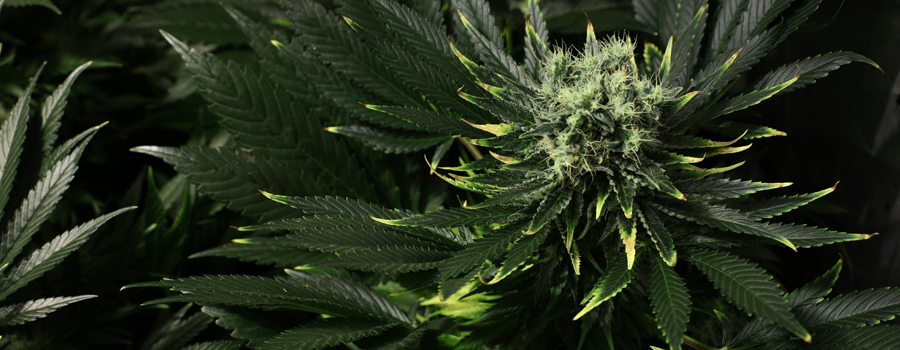 Overvoeding plant cannabis