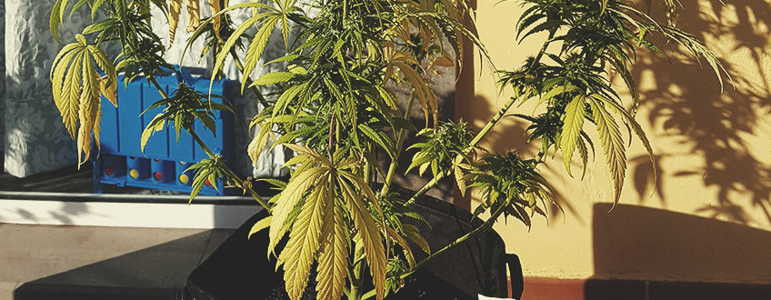 Hoe breng je een overbewaterde plant weer tot leven? Hoe breng je een overbewaterde plant weer tot leven?