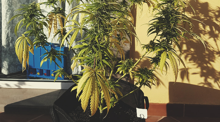 Hoe breng je een overbewaterde plant weer tot leven? Hoe breng je een overbewaterde plant weer tot leven?