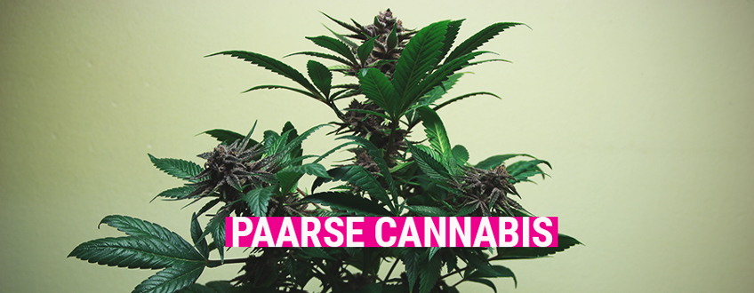 Purple Cannabis Purple Cannabis