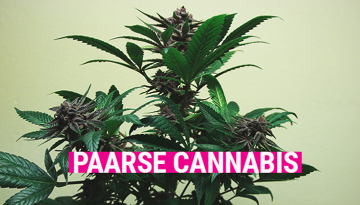 Purple Cannabis Purple Cannabis