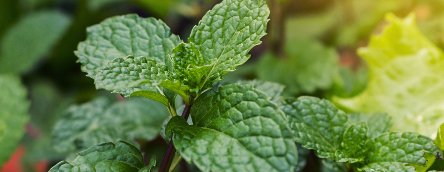 PEPERMUNT ALS GEZELSCHAPSPLANT VOOR ANDERE PLANTEN PEPERMUNT ALS GEZELSCHAPSPLANT VOOR ANDERE PLANTEN