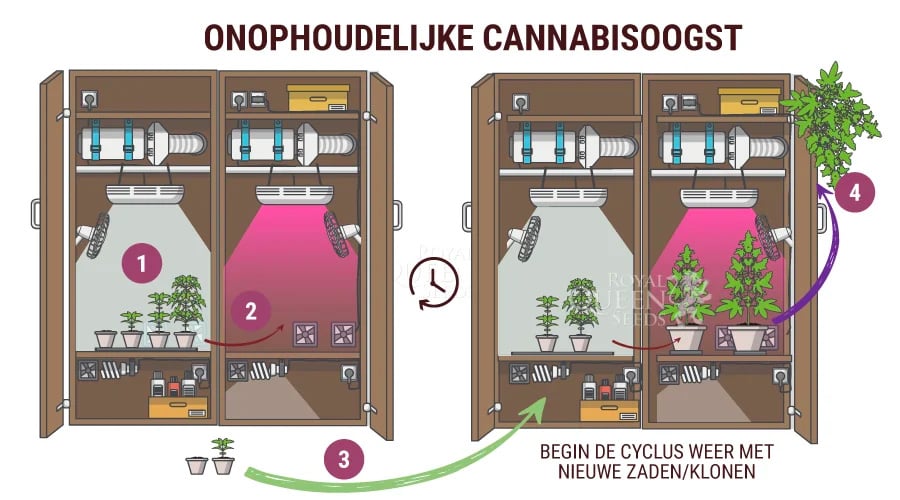 De onophoudelijke oogstmethode