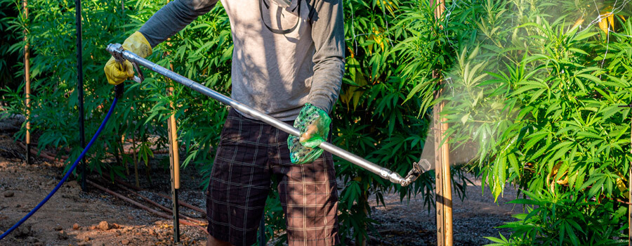 Een man die pesticiden gebruikt op cannabisplanten