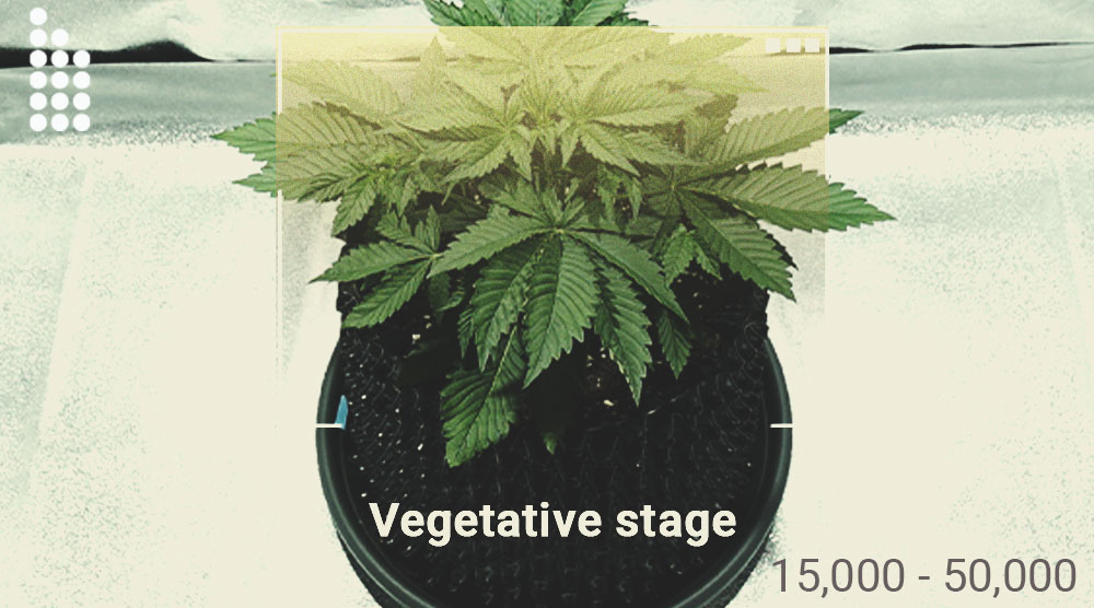 Hoe gebruik je een luxmeter om de oogst van je wietplanten te verbeteren? Hoe gebruik je een luxmeter om de oogst van je wietplanten te verbeteren?