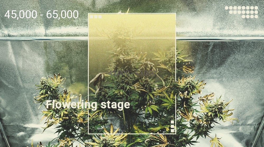 Hoe gebruik je een luxmeter om de oogst van je wietplanten te verbeteren? Hoe gebruik je een luxmeter om de oogst van je wietplanten te verbeteren?