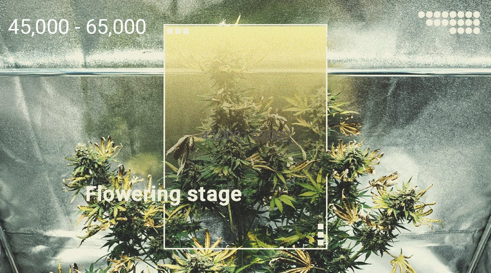 Hoe gebruik je een luxmeter om de oogst van je wietplanten te verbeteren?