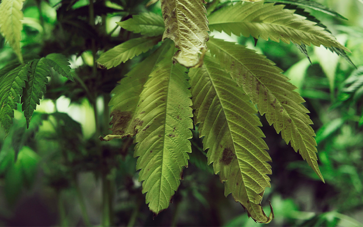 Phosphorus Deficiency in Cannabis