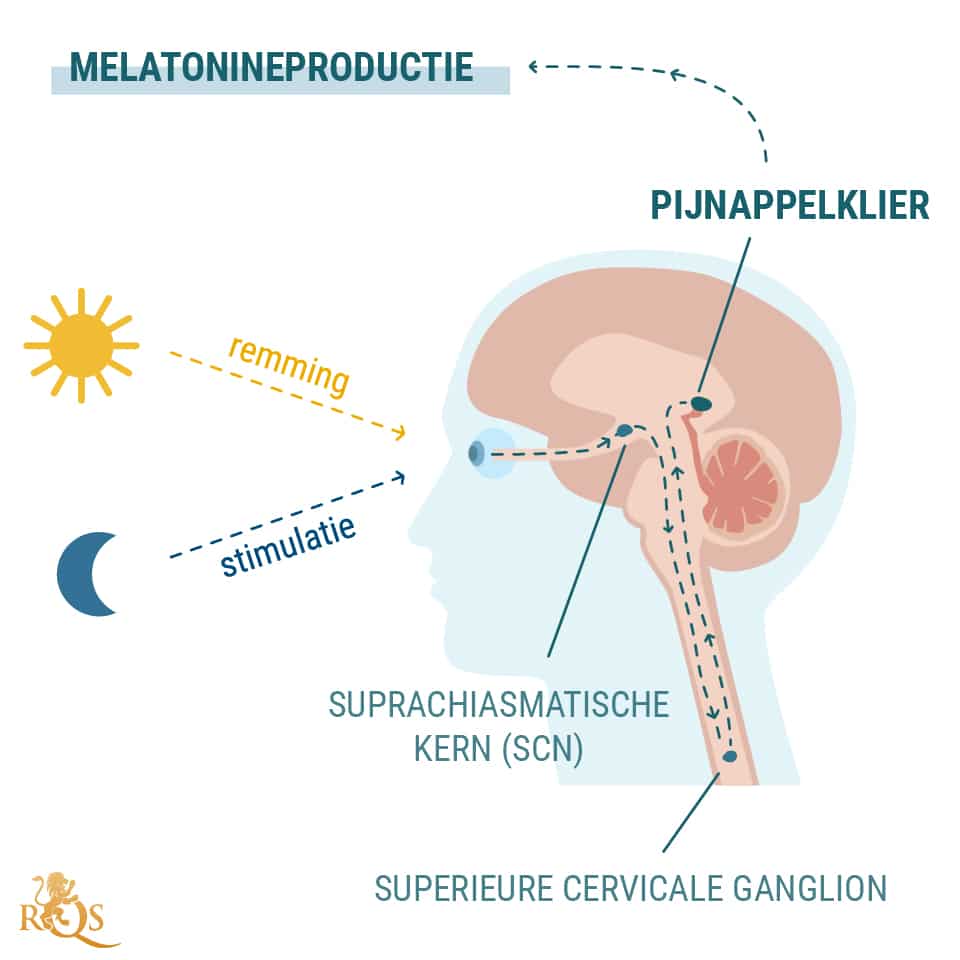 Productie van melatonine Productie van melatonine