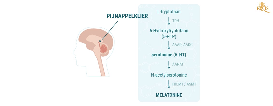 Productie van melatonine Productie van melatonine