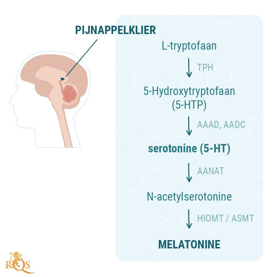 Productie van melatonine Productie van melatonine
