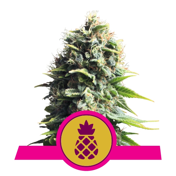 Buy Pineapple Kush Buy Pineapple Kush