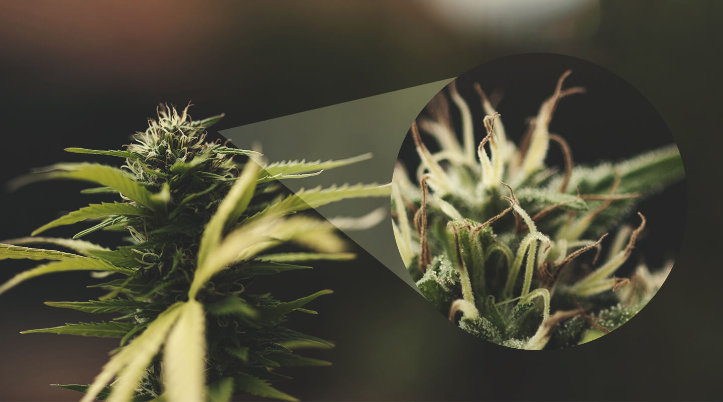 Waaraan kun je zien dat een vrouwelijke plant is bevrucht? Waaraan kun je zien dat een vrouwelijke plant is bevrucht?