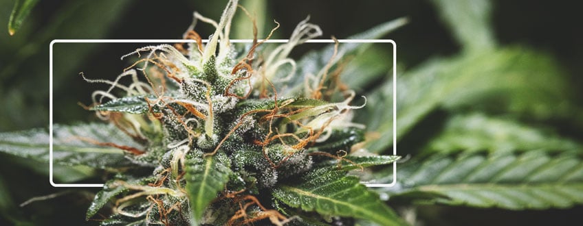 Pistils Pistils