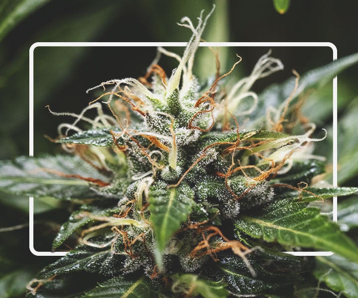 Pistils Pistils