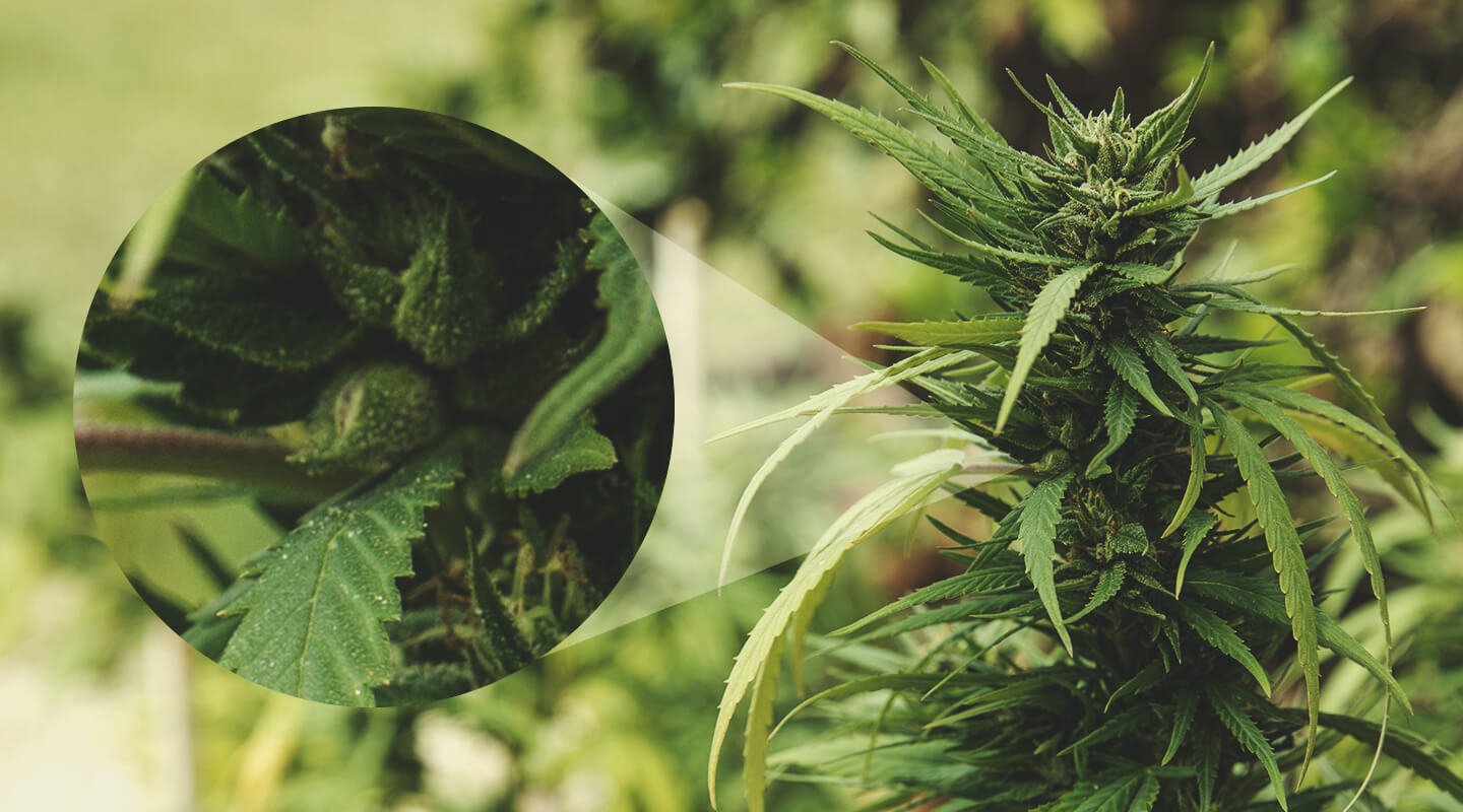 Waaraan kun je zien dat een vrouwelijke plant is bevrucht? Waaraan kun je zien dat een vrouwelijke plant is bevrucht?