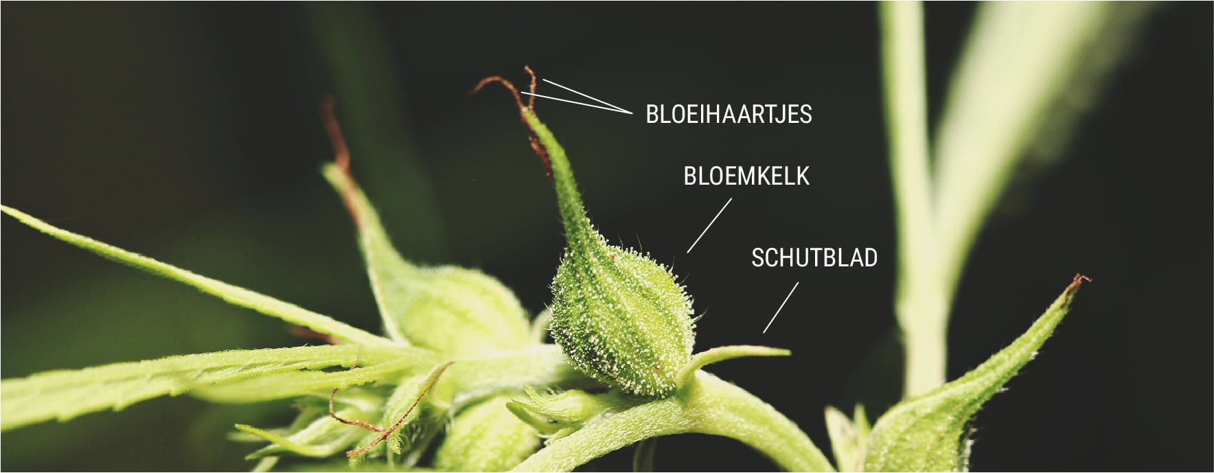 Hoe voorkom je dat je vrouwelijke planten worden bevrucht? Hoe voorkom je dat je vrouwelijke planten worden bevrucht?