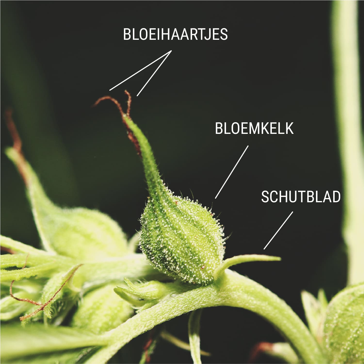 Hoe voorkom je dat je vrouwelijke planten worden bevrucht? Hoe voorkom je dat je vrouwelijke planten worden bevrucht?
