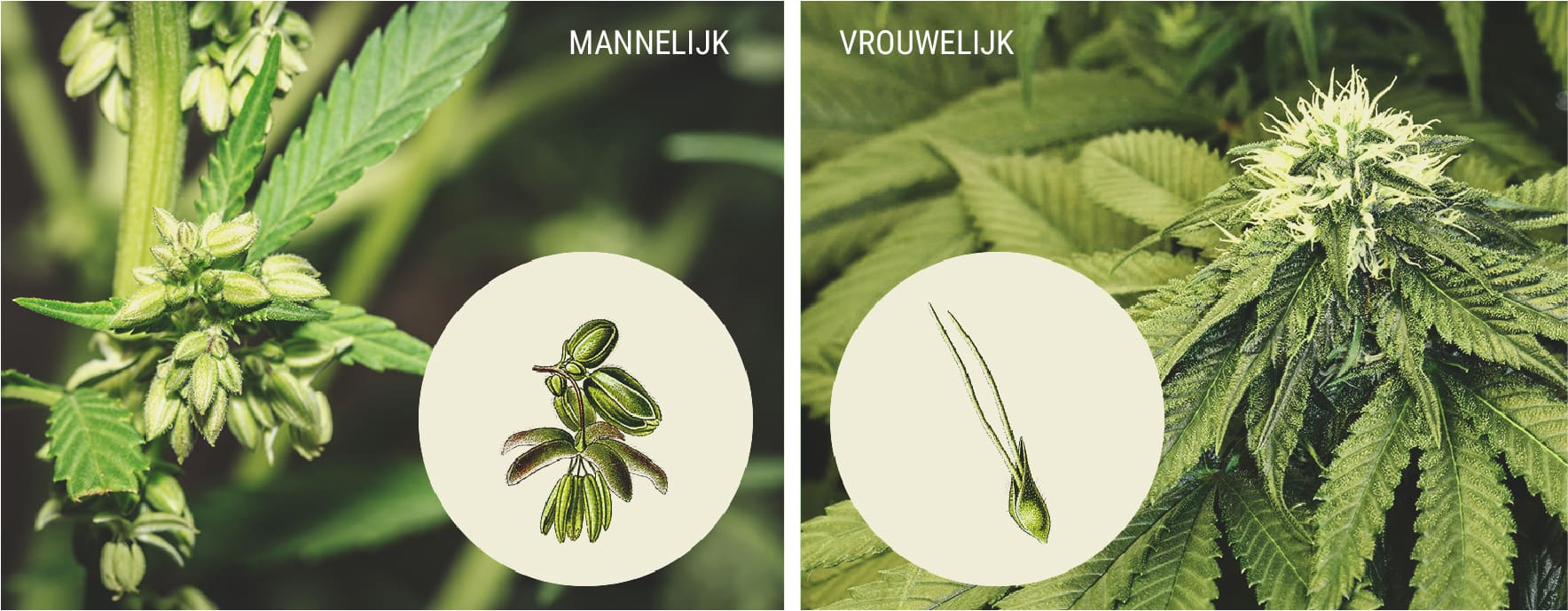 Waaraan herken je mannelijke cannabisplanten? Waaraan herken je mannelijke cannabisplanten?