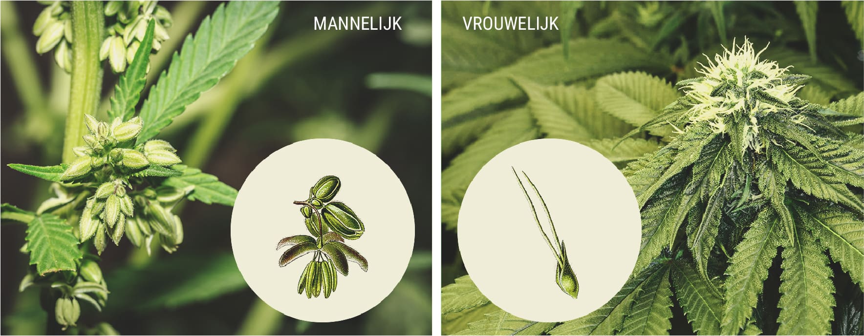 Waaraan herken je mannelijke cannabisplanten?