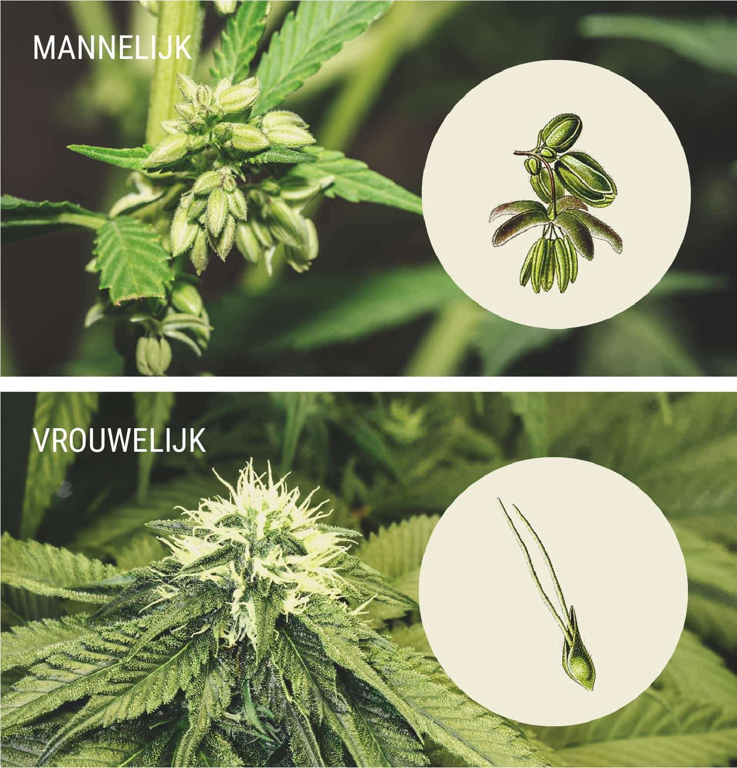 Waaraan herken je mannelijke cannabisplanten? Waaraan herken je mannelijke cannabisplanten?