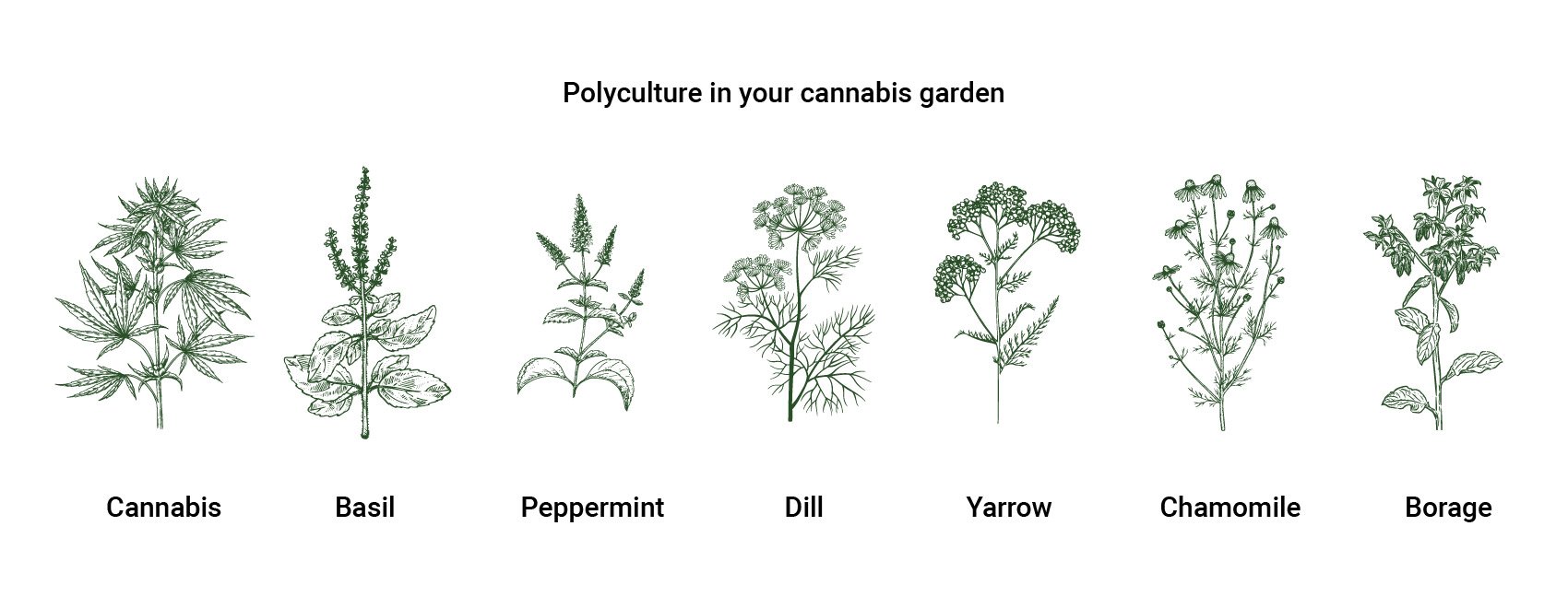 Pollyculture pollyculture