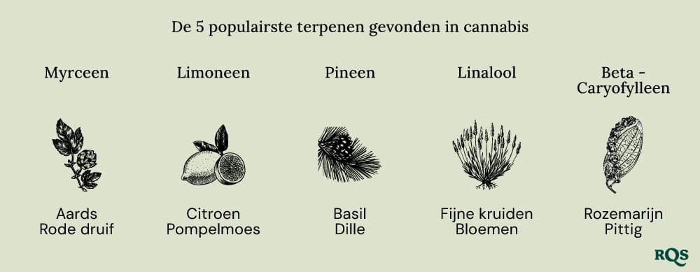 Popular terpenes cannabis